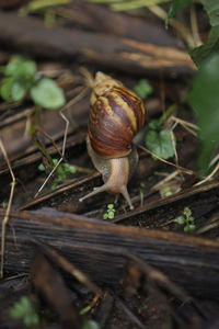 Close-up of snail on land