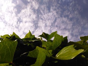 Low angle view of leaves against sky