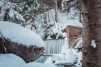 Snow covered land and trees in forest