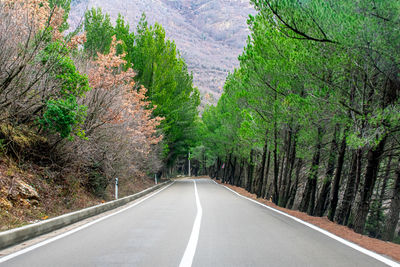 Road amidst trees in forest