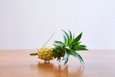 Close-up of plant on table