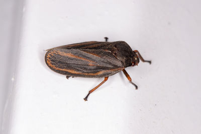 High angle view of insect on white background