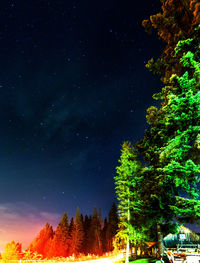 Low angle view of trees against sky at night