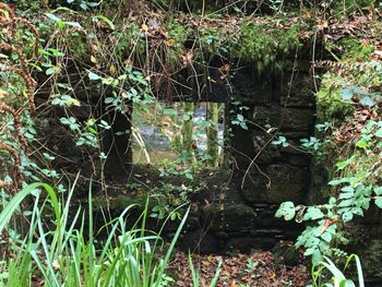 Plants growing by lake in forest