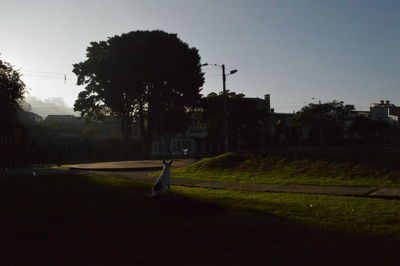 Trees on field against clear sky