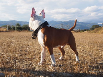 Dogo standing on field against sky