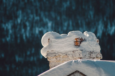 Close-up of snow on tree trunk