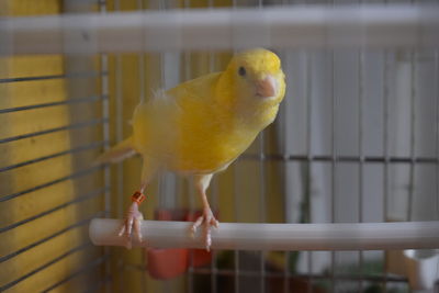 Close-up of yellow bird in cage