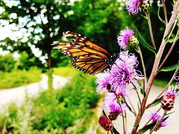 Close-up of butterfly pollinating on pink flower