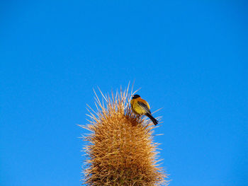 Close-up of bee on blue sky