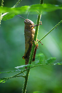 Grasshopper on the leaves