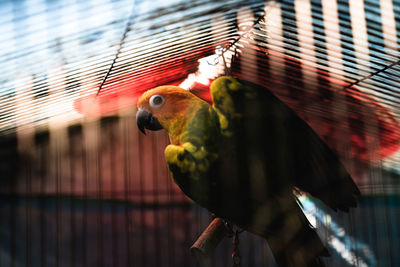 Close-up of parrot in cage