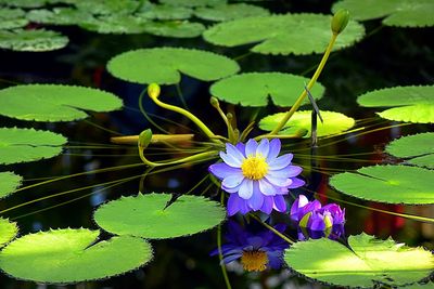 Close-up of water lily blooming outdoors