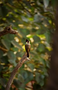 Close-up of a bird on plant
