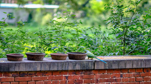 Potted plants on retaining wall