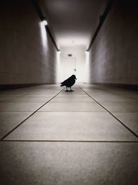 Silhouette of person standing by cat on tiled floor