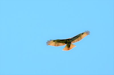 Low angle view of eagle flying against clear blue sky