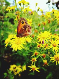 Close-up of butterfly pollinating on flower