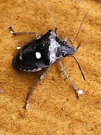 High angle view of black insect on land