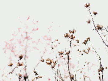 Low angle view of flower tree