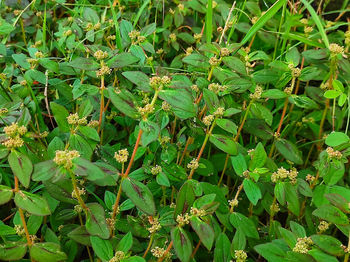 High angle view of insect on plant