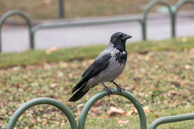 Close-up of bird perching on metal