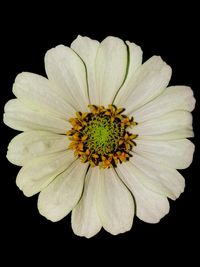 Close-up of white flower against black background