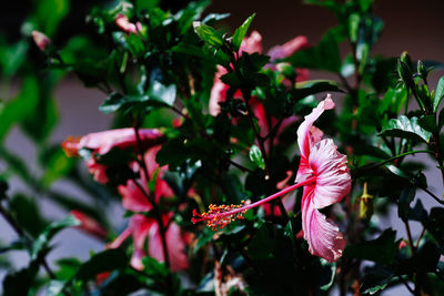 Close-up of pink hibiscus flower