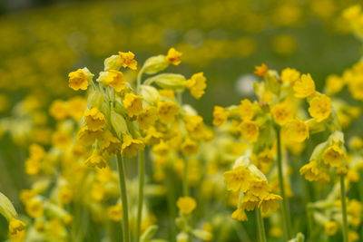 Close-up of yellow flowering plant on field