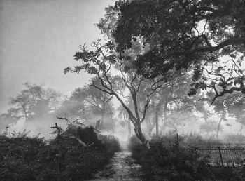 Road passing through forest