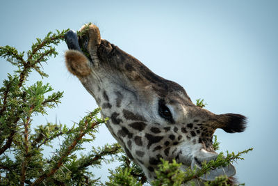 Close-up of masai giraffe feeding from thornbush