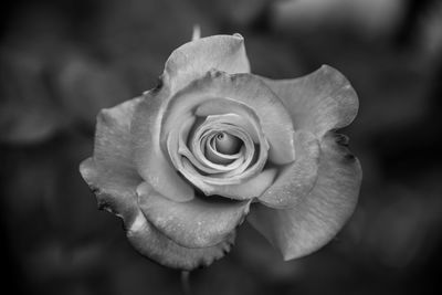 Close-up of rose against blurred background