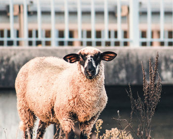 Sheep standing on field