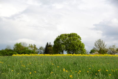 Scenic view of grassy field against cloudy sky