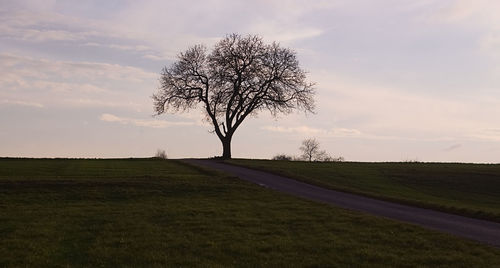 Tree on field against sky