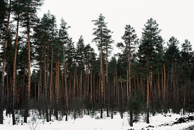 Pine trees on snow covered field against sky