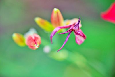 Close-up of pink flowering plant