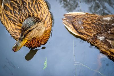 High angle view of duck swimming in lake