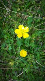 Close-up of yellow flowers