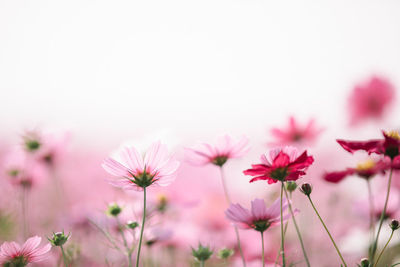 Close-up of pink cosmos flowers