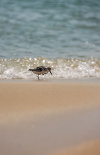 View of bird on beach