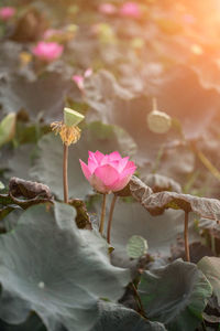 Close-up of pink flowering plant