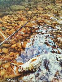 Close-up of fish swimming in sea