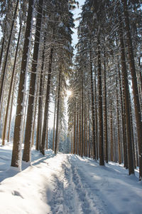 Trees in forest