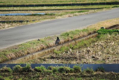 Road amidst field