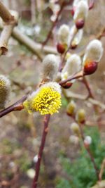 Close-up of yellow flowers