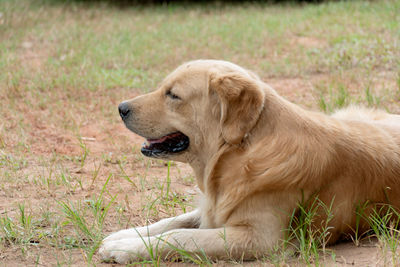 View of golden retriever relaxing on field