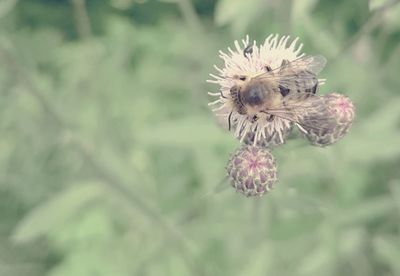 Close-up of honey bee on thistle flower