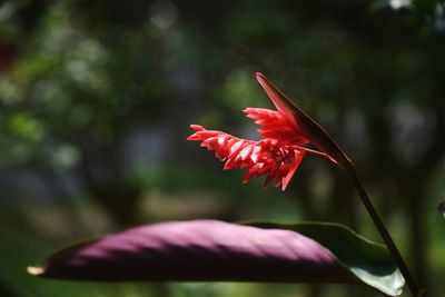 Close-up of red flower