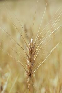 Close-up of wheat growing on field